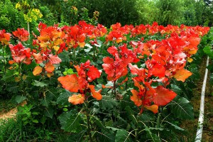 冠紅楊大苗