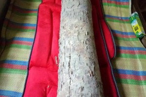 金絲楠木收藏級(jí)還有1噸左右