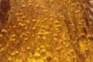金絲楠木哪里的比較好？