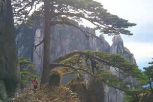 黃山迎客松第十九任“守松人”