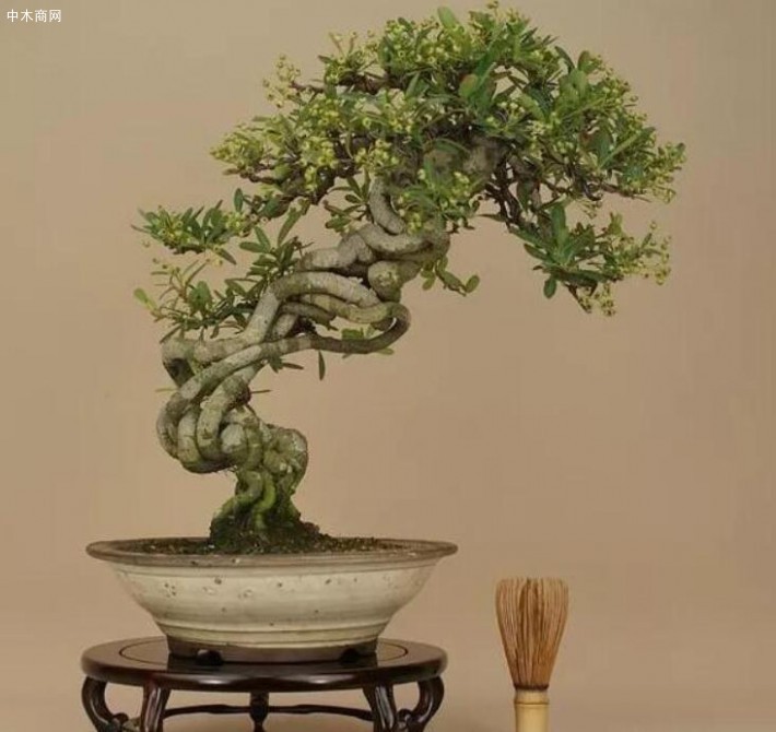 火棘盆景的培養(yǎng)，要注意修剪與蟠扎