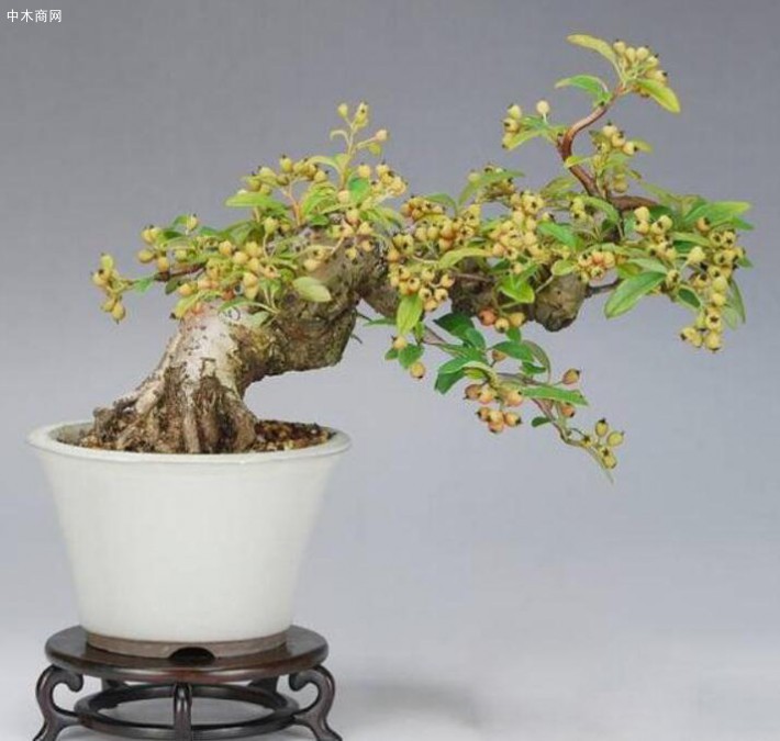 “中木商網(wǎng)”的熊掌號(hào)