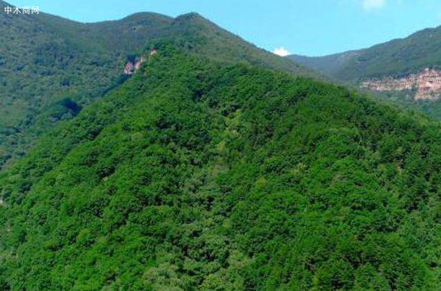 蚌埠：全市林業總產值增至55億元