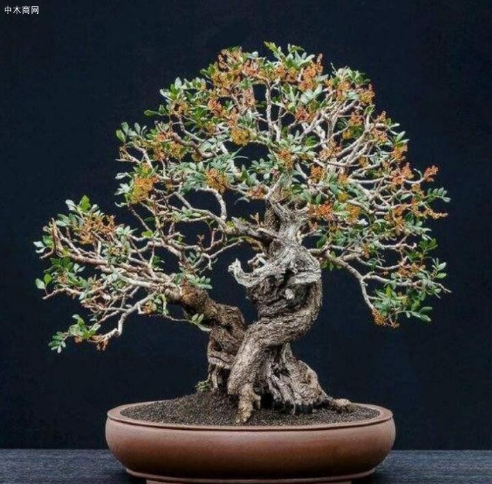 對于養坯期未成型的火棘盆景