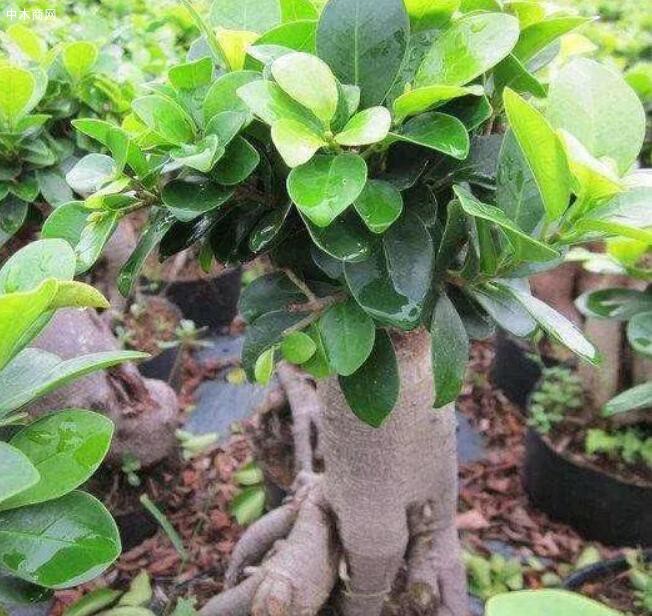 榕樹葉子暗綠，不長(zhǎng)新葉該怎么辦？