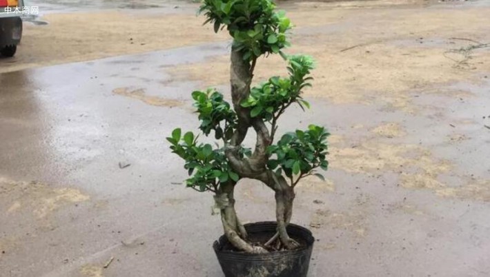 盆栽榕樹的種植技巧