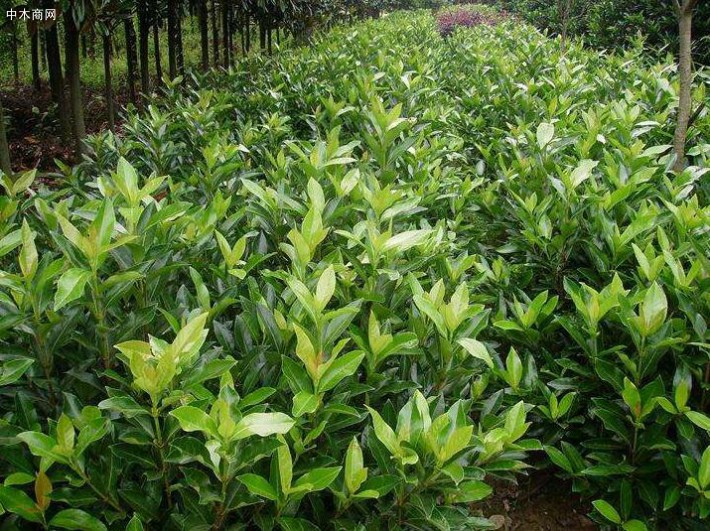 苗木報價：法國冬青、金焰繡線菊、梔子花、黃山欒樹、紅花繼木球