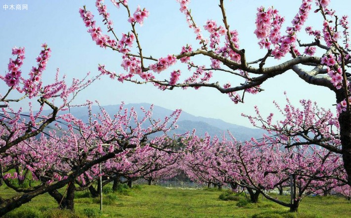 山桃樹，山杏樹，棗樹，李子樹等大量出售，低價(jià)出售