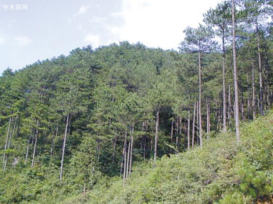 寧波松材線(xiàn)蟲(chóng)病疫情逐年減輕