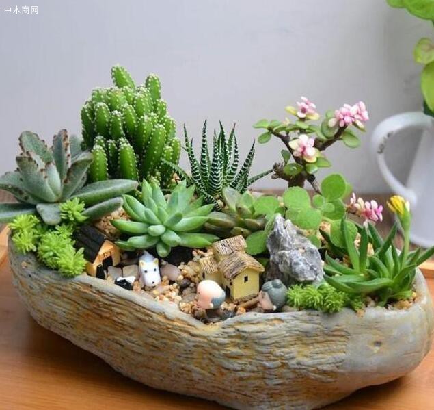 微型盆栽應該如何養護？