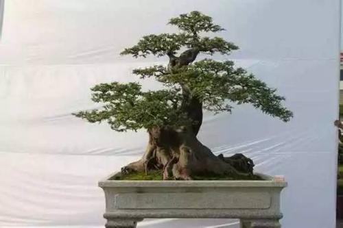 摘心：這能一定程度上控制樹種的長勢