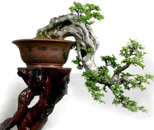 就是在了解植物的生長習性各個方面特性之后