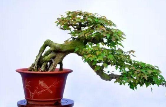藝術剪枝是一種表達意境的方式