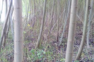 出售竹柳小徑原木