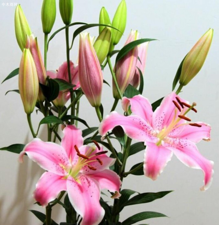 如何養(yǎng)花，才能將花養(yǎng)的越來(lái)越好？