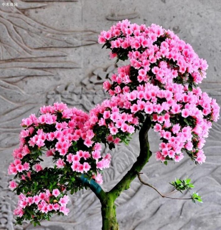 花會(huì)在冬天的時(shí)候都會(huì)進(jìn)入休眠狀態(tài)所以在冬季的時(shí)候