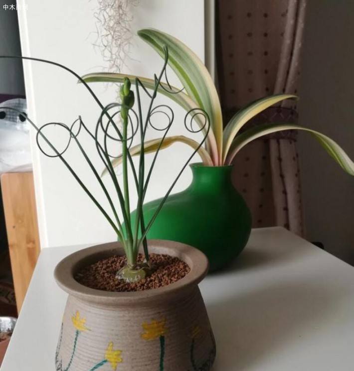 花卉在生長(zhǎng)一段時(shí)間后土里的肥料明顯已經(jīng)不能滿(mǎn)足需求