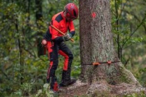 兩男子伐樹未設警戒將路人砸成一死一傷