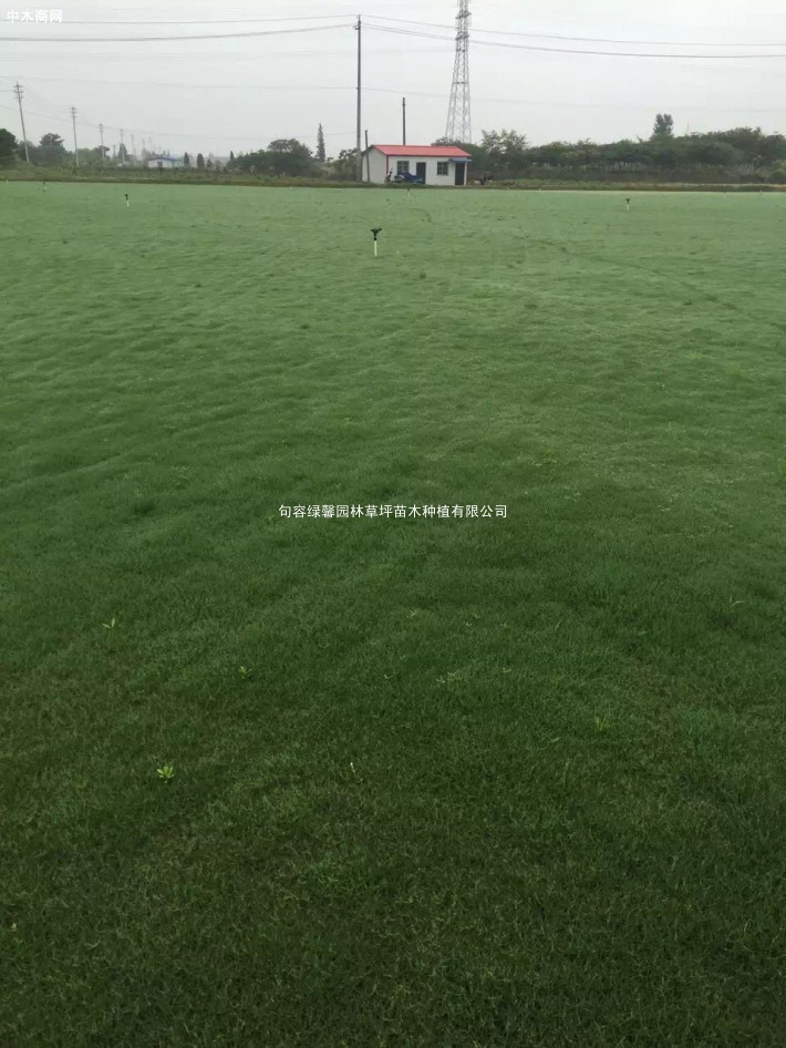 超低價(jià)供應(yīng)百慕大，沙培果嶺草，馬尼拉草坪