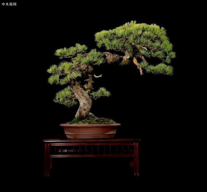 如何養(yǎng)好五針松盆景？