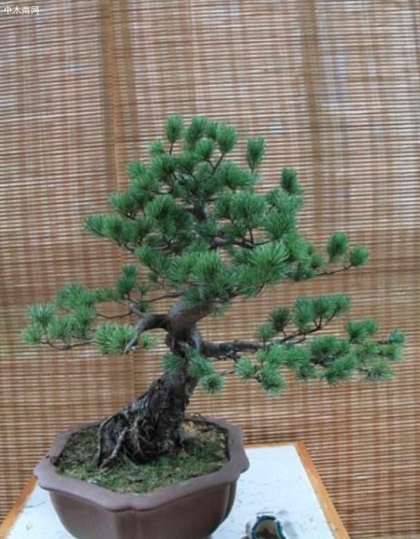五針松是種喜光的植物