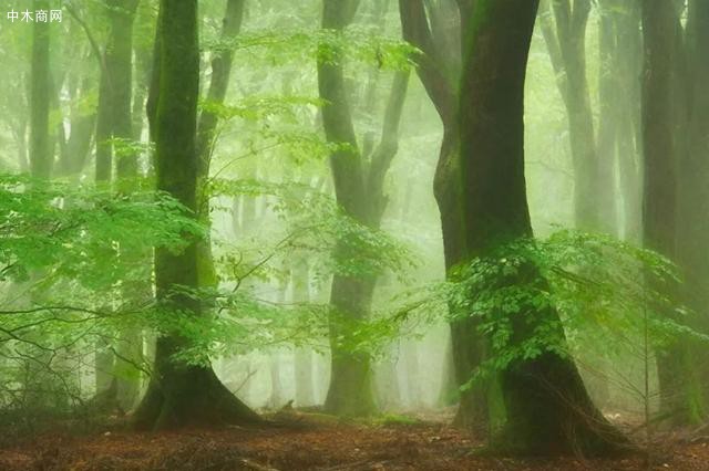 樹根、樹林
