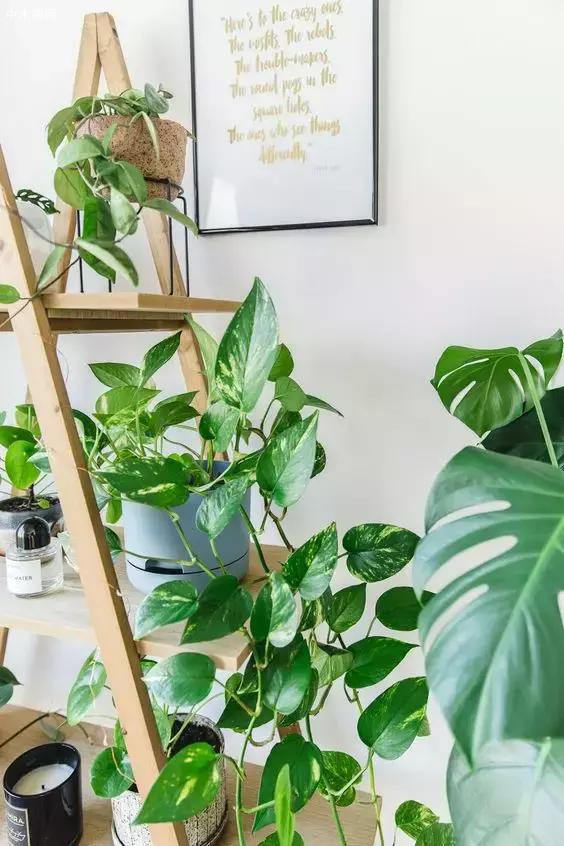 綠蘿是喜陰植物