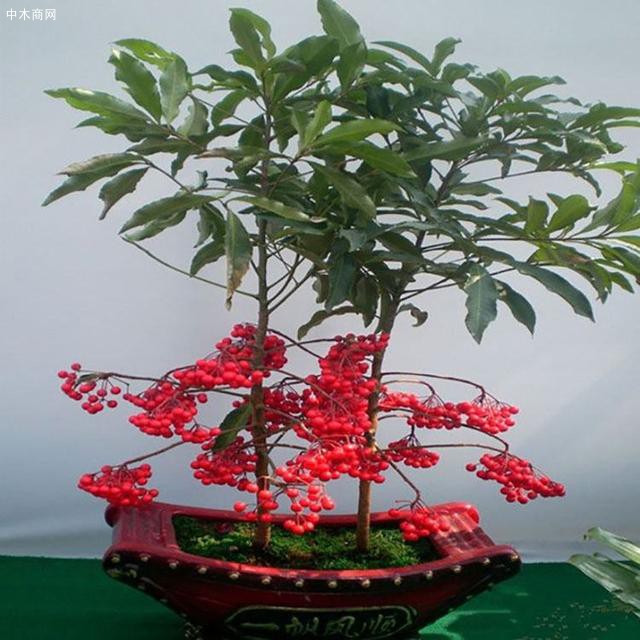 蛾類的蟲害主要有夜蛾