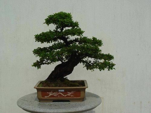 養花雖然好，但如今恰好是在冬季