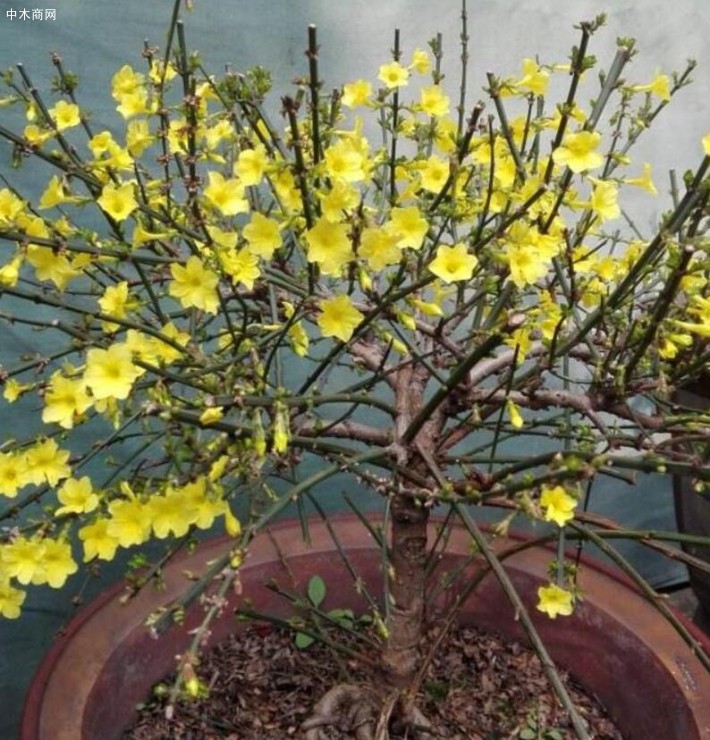 迎春花萌發(fā)力強(qiáng)，在生長期間要經(jīng)常摘心