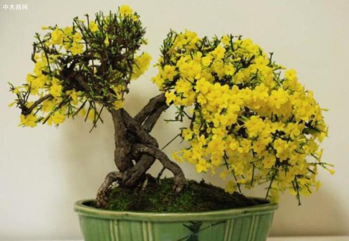迎春花喜光，要放在光照充足的陽臺養(yǎng)護(hù)