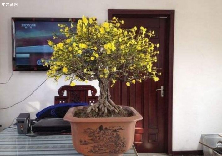 迎春喜濕潤環(huán)境，尤其在炎熱的夏季