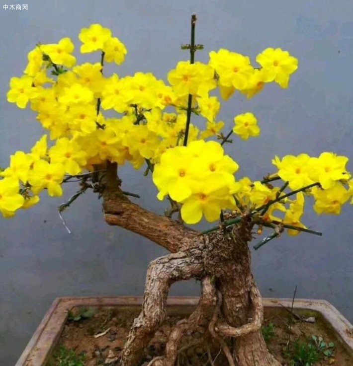 在陽臺養(yǎng)護(hù)還要注意通風(fēng)，每天開窗加強(qiáng)空氣流通