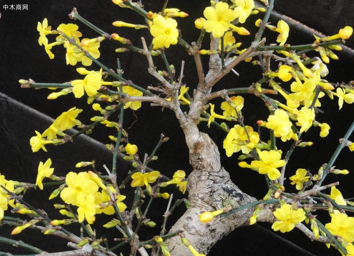 迎春花生長健壯，不擇土壤和地勢