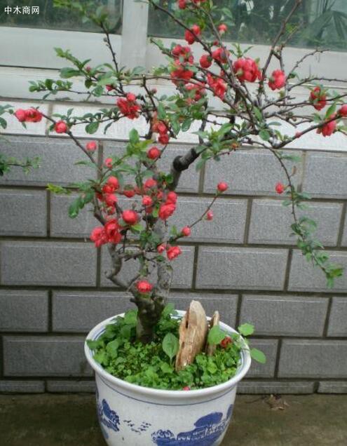 海棠花修剪以輕剪為主，不要重剪