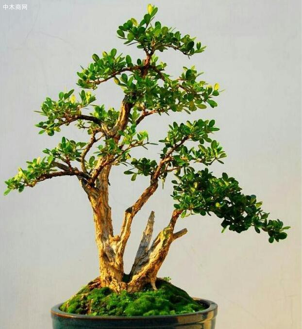 如何把黃楊制作成姿態優美的樹木盆景