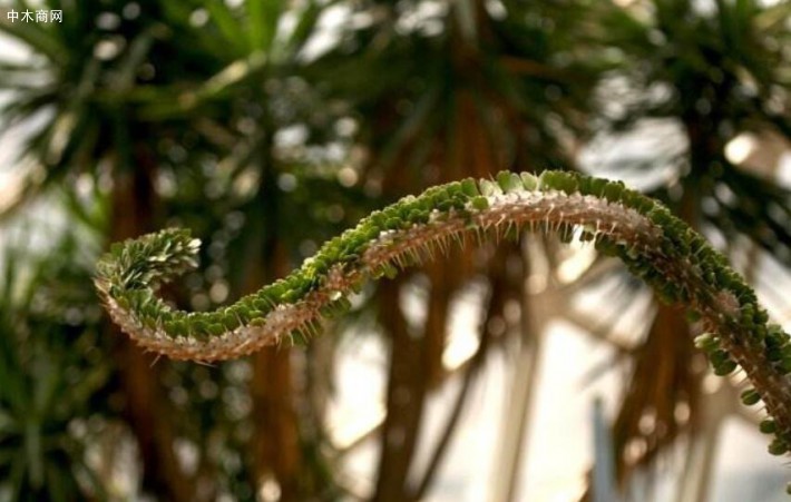 中華人民共和國瀕危野生動植物進(jìn)出口管理?xiàng)l例