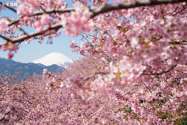 花蕾的頂部變?yōu)榈凵珪r(shí)，距離花開就只有一周了