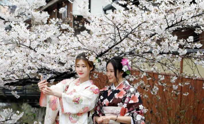 今年櫻花何時(shí)開放？原來(lái)日本是這樣預(yù)測(cè)櫻花花期的