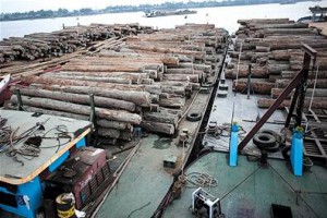 緬北中國伐木工案宣判：153人終身監禁。這些同胞真的違法嗎？揭秘緬北伐木真相