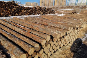 俄打算在遠東地區建設木材加工集群