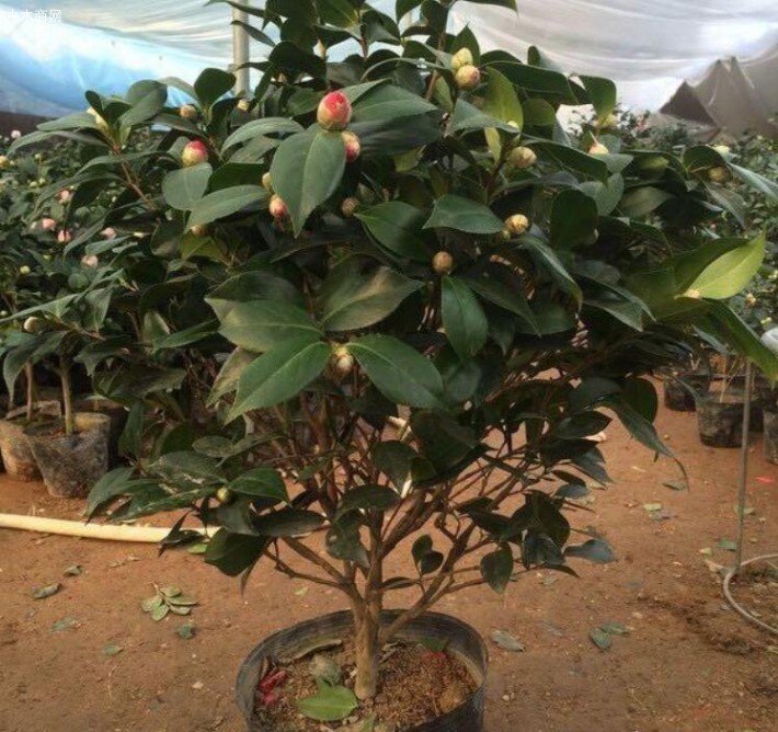 花友們還可以用礬肥水