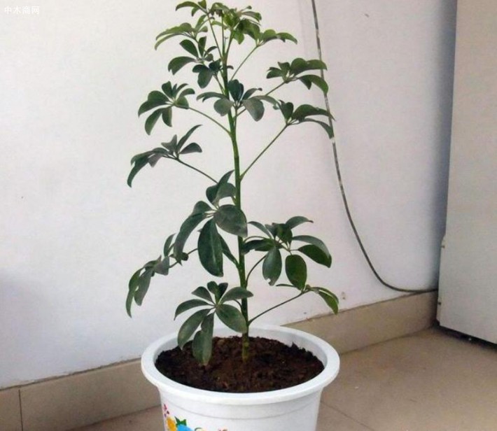 想讓鴨掌木多長側芽，就要采取摘心或者打頂的方式來消除頂端優勢