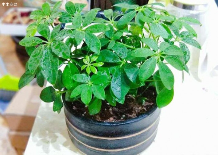 鴨掌木怎么才能多發芽？
