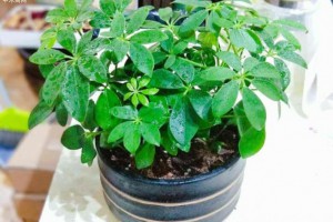 鴨掌木怎么才能多發(fā)芽？