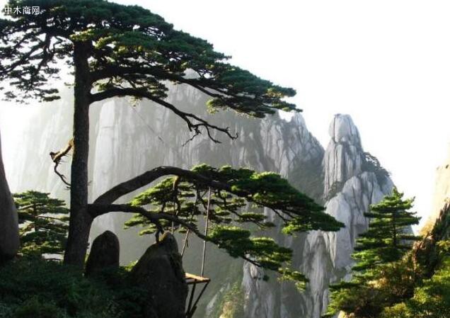 中國兩顆非常珍貴的樹木