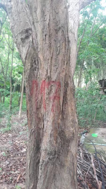 5000畝大紅酸枝林地-交趾黃檀原木批發