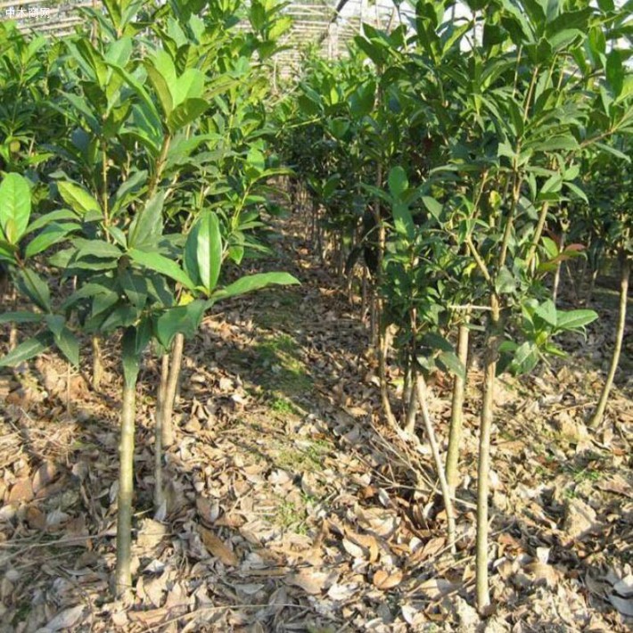 成都溫江桂花新品中園成立于