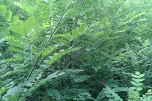 雙季國槐苗批發供應