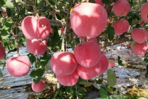蘋果苗，紅富士蘋果苗